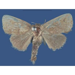 /filer/webapps/moths/media/images/M/mbalensis_Kayamuhakaia_HT_NHMUK.jpg