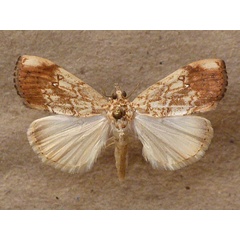 /filer/webapps/moths/media/images/P/pavonana_Crocidolomia_A_Butler.jpg