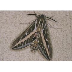 /filer/webapps/moths/media/images/L/livornica_Hyles_A_Roland_01.jpg