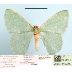 /filer/webapps/moths/media/images/T/tandi_Prasinocyma_A_MGCLa_01.JPG