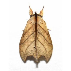 /filer/webapps/moths/media/images/T/tigris_Macronadata_A_Bergsma.jpg