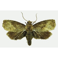 /filer/webapps/moths/media/images/P/phruda_Fulcrifera_AM_Karisch.jpg