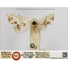 /filer/webapps/moths/media/images/M/melanosticta_Holocryptis_HT_NHMUK.jpg