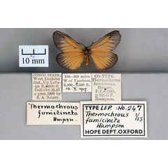 /filer/webapps/moths/media/images/F/fumicincta_Thermochrous_ST_OUMNH_02.jpg