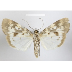 /filer/webapps/moths/media/images/S/strabonis_Sommeria_AF_MGCLb_02.jpg