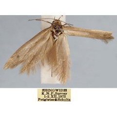 /filer/webapps/moths/media/images/S/scholzi_Scythris_HT_TMSA_FlMcSN9.jpg