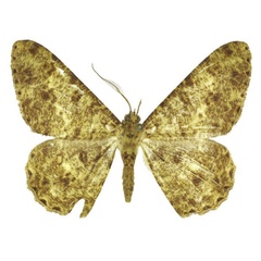 /filer/webapps/moths/media/images/T/thomensis_Afroracotis_HT_ANHRT.jpg