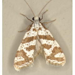 /filer/webapps/moths/media/images/W/wahlbergi_Ceromitia_A_Heyns_04.jpg