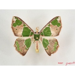 /filer/webapps/moths/media/images/V/viridimacula_Archichlora_A_Albert.jpg