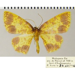 /filer/webapps/moths/media/images/T/tanala_Chrysocraspeda_AF_ZSM.jpg