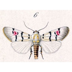 /filer/webapps/moths/media/images/M/mossambicensis_Diaphone_STM_Hopffer_28_6.jpg