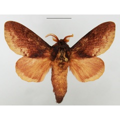 /filer/webapps/moths/media/images/O/obscurum_Eutricha_AM_TMSA.jpg