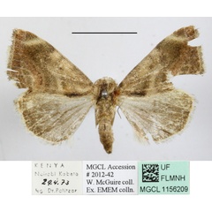 /filer/webapps/moths/media/images/V/versicolorata_Acontia_A_MGCLa_02.JPG