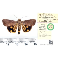 /filer/webapps/moths/media/images/D/dysdamarta_Hypocala_AT_BMNH.jpg