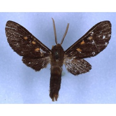 /filer/webapps/moths/media/images/S/similis_Rhabdomarctia_HT_RMCA_01.jpg