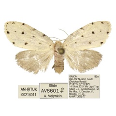 /filer/webapps/moths/media/images/F/faucaria_Siccia_PTF_ANHRT.jpg