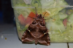 Maassenia heydeni