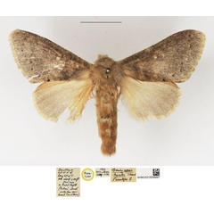/filer/webapps/moths/media/images/H/hyatti_Bombycopsis_PTF_NHMUK_01.jpg