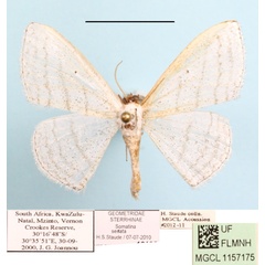 /filer/webapps/moths/media/images/S/sedata_Somatina_A_MGCL_01.jpg