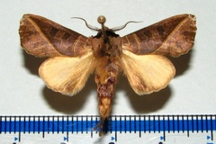 Peratodonta luteimacula