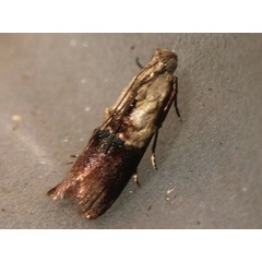 /filer/webapps/moths/media/images/F/flavinia_Ulophora_A_Roland.jpg