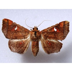 /filer/webapps/moths/media/images/P/penetrata_Episparis_A_Goff_01.jpg