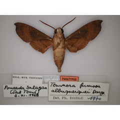 /filer/webapps/moths/media/images/A/albuquerqueae_Temnora_PT_RMCA_02.jpg