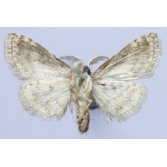 /filer/webapps/moths/media/images/P/parvula_Porthesaroa_AM_Golovizinb.jpg