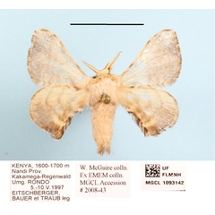 /filer/webapps/moths/media/images/Z/zolotuhini_Racinoa_A_MGCLa_02.JPG