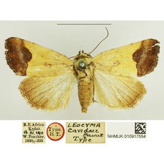 /filer/webapps/moths/media/images/C/candace_Leocyma_HT_NHMUK.jpg