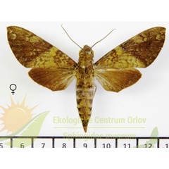 /filer/webapps/moths/media/images/B/bipartita_Nephele_AF_SMCR_02.jpg