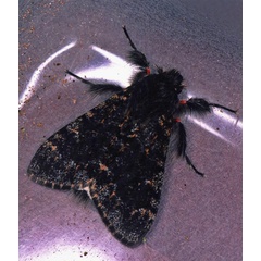 /filer/webapps/moths/media/images/R/rufifemur_Polymona_A_Roland_01.jpg