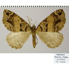 /filer/webapps/moths/media/images/I/indentata_Ecpetala_AF_ZSMa.jpg