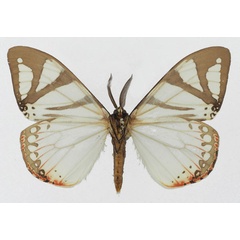 /filer/webapps/moths/media/images/A/aino_Otroeda_AM_Basquinb.jpg