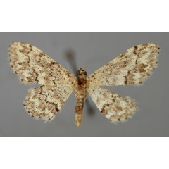 /filer/webapps/moths/media/images/P/prionodonta_Idaea_A_ZSM_01.jpg