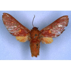 /filer/webapps/moths/media/images/B/basilewskyi_Balacra_HT_RMCA_03.jpg