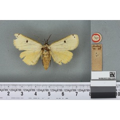 /filer/webapps/moths/media/images/H/hypsoides_Singara_HT_BMNHa.jpg