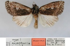 Aspidifrontia anomala