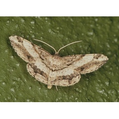 /filer/webapps/moths/media/images/T/trizonaria_Chiasmia_A_Roland_01.jpg