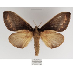 /filer/webapps/moths/media/images/P/pachyla_Stoermeriana_AF_TMSA_01.jpg