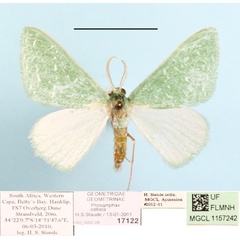 /filer/webapps/moths/media/images/C/callista_Prosomphax_A_MGCLa_01.JPG