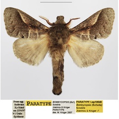 /filer/webapps/moths/media/images/F/funebris_Bombycopsis_PTM_TMSA_01.jpg