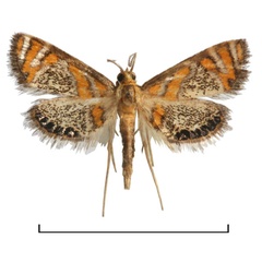 /filer/webapps/moths/media/images/H/hexaxantha_Nymphicula_HT_BMNH.jpg