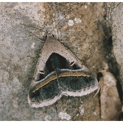 /filer/webapps/moths/media/images/T/trimeni_Acantholipes_A_Roland_01.jpg