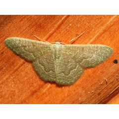 /filer/webapps/moths/media/images/S/stibolepida-Phaiogramma_A_Grimm.jpg