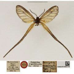 /filer/webapps/moths/media/images/M/marshalli_Semioptila_HT_NHMUK.jpg
