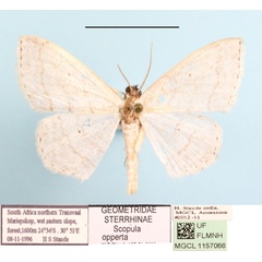 /filer/webapps/moths/media/images/O/opperta_Scopula_A_MGCLa_01.JPG