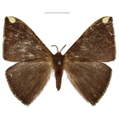 /filer/webapps/moths/media/images/F/fasciata_Drepanojana_AM_ANHRT.jpg
