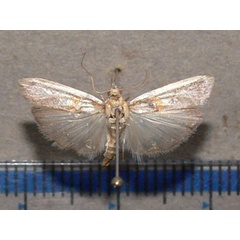 /filer/webapps/moths/media/images/Z/zinckenella_Etiella_A_Goff_01_FlVXsZI.jpg