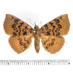 /filer/webapps/moths/media/images/A/adspersa_Attonda_AF_BMNH_02.jpg